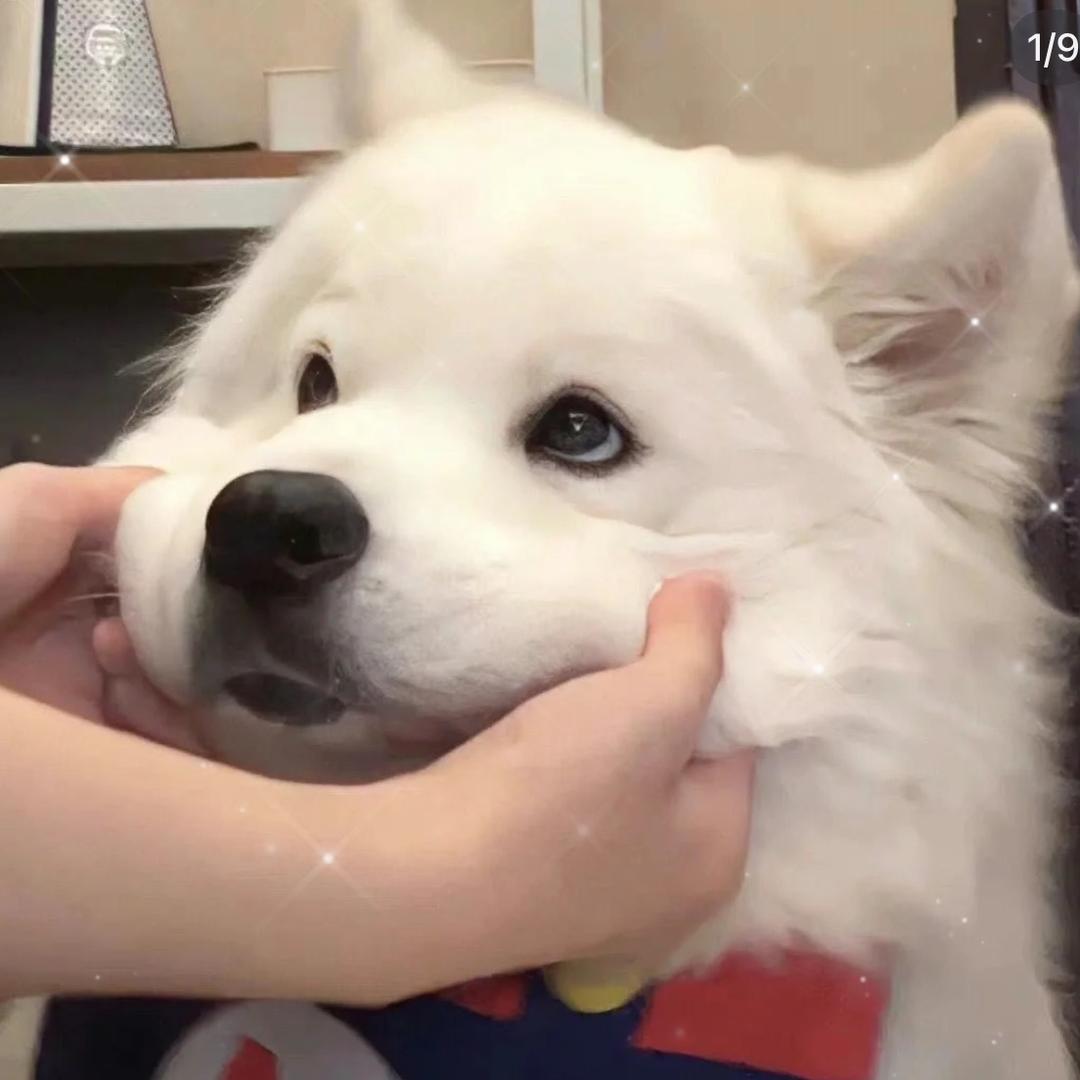 有志青年小董