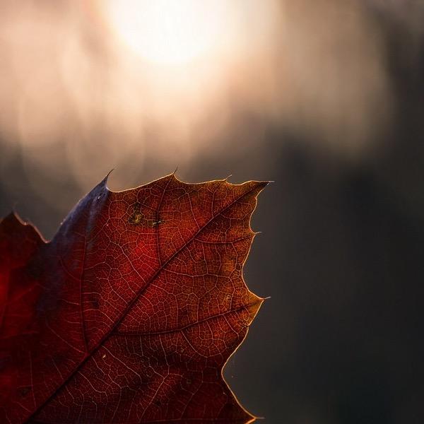 叶姿🍁