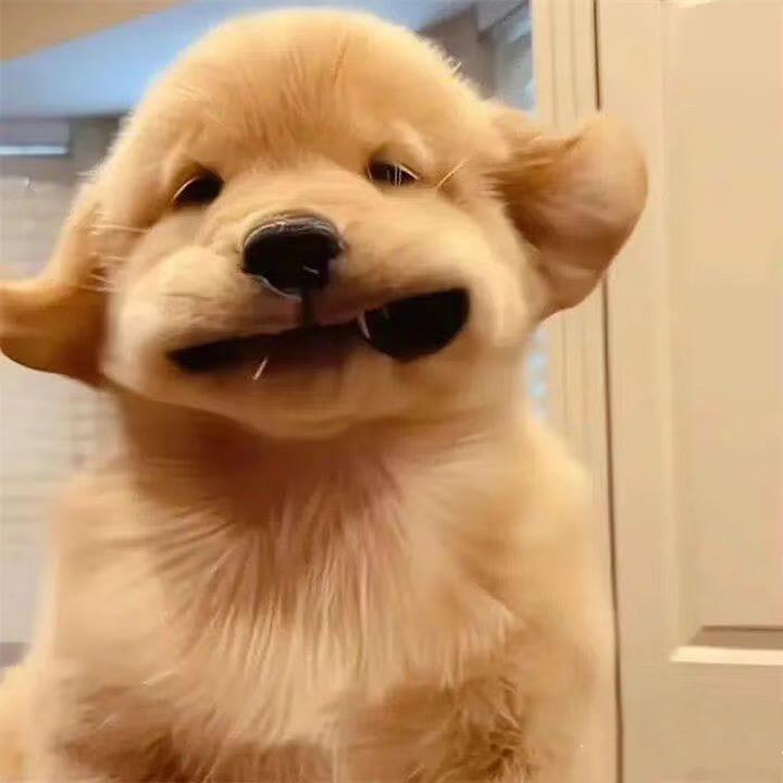 小姨的小鱼