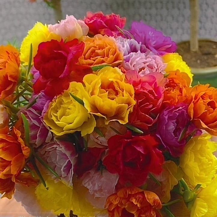 曦曦花卉