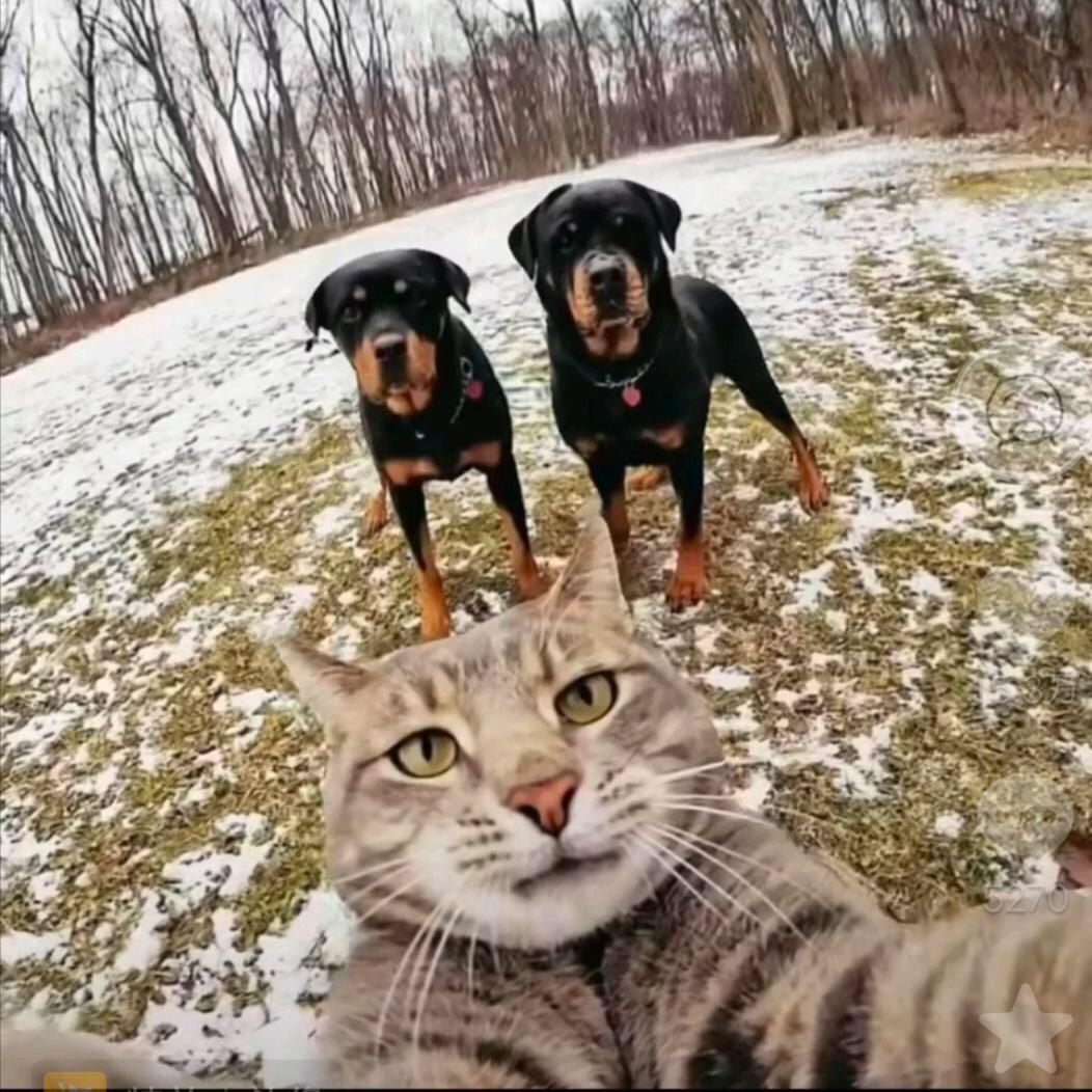 给你骨灰都给扬咯