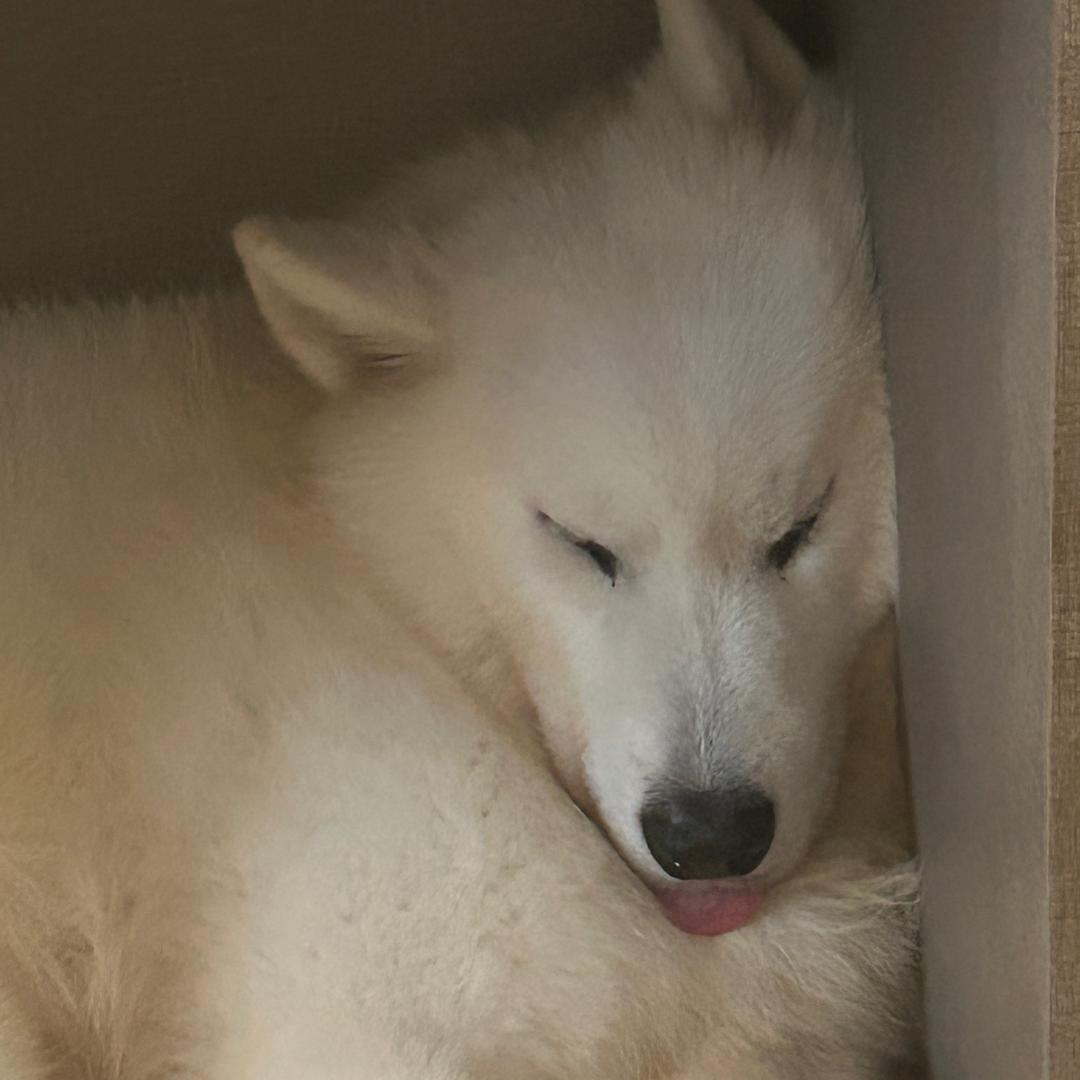黑料