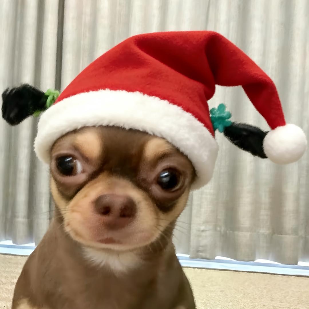 小菜咪咪咪咪了🥬（好运版