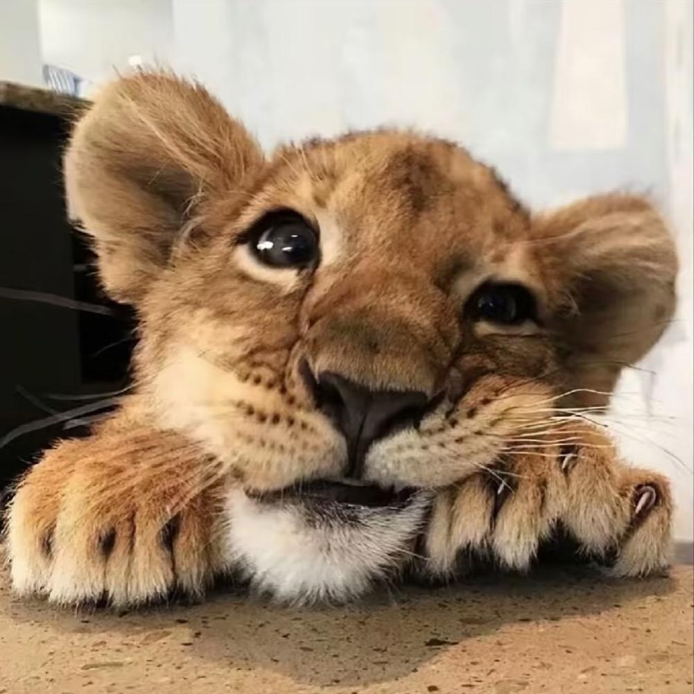 迪达拉