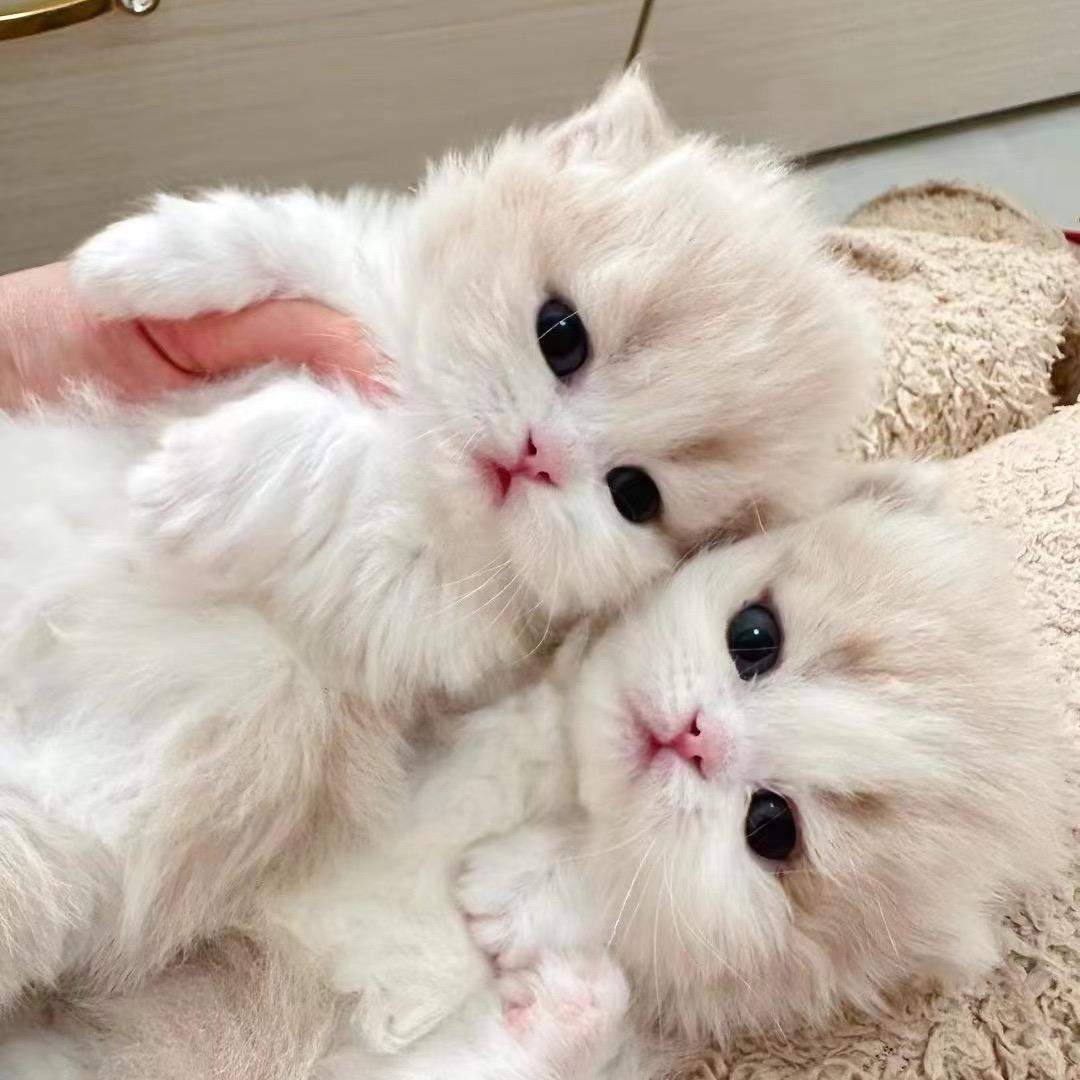 菠萝米努特猫🐾