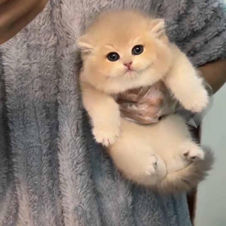 🐻熊猫舍