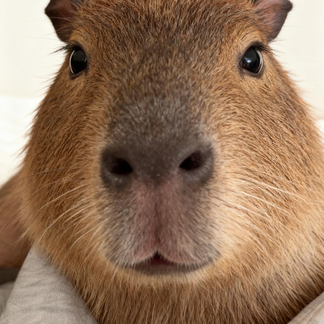 重生之我要当牛马