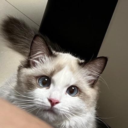 狐狸喵喵🌸