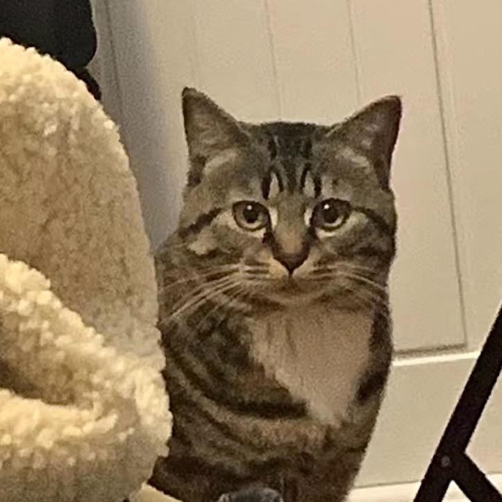 淮北喵噢阜阳特色卷馍