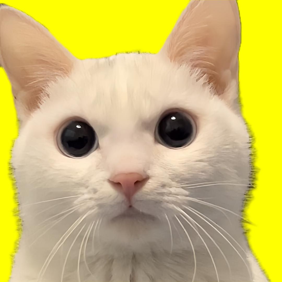 玉米是只猫