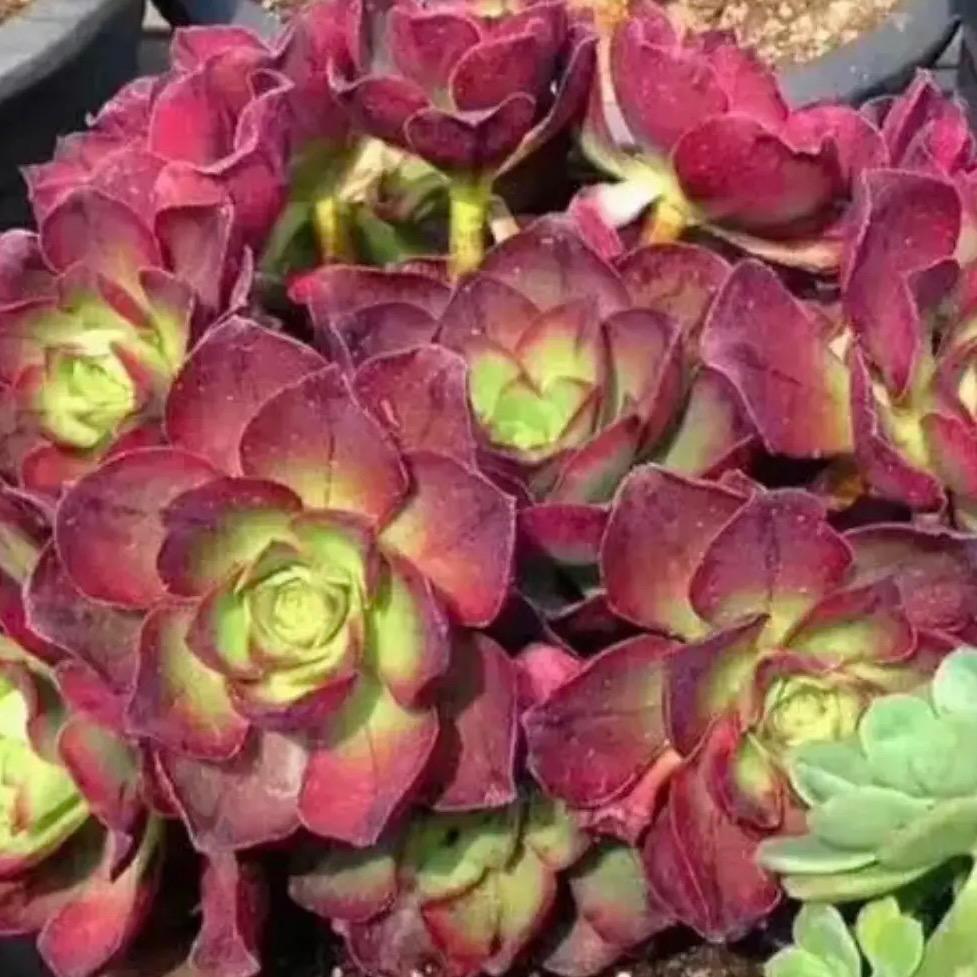 涵硕多肉植物园艺。