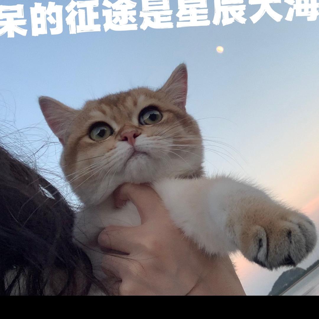 鲨鱼妙脆角
