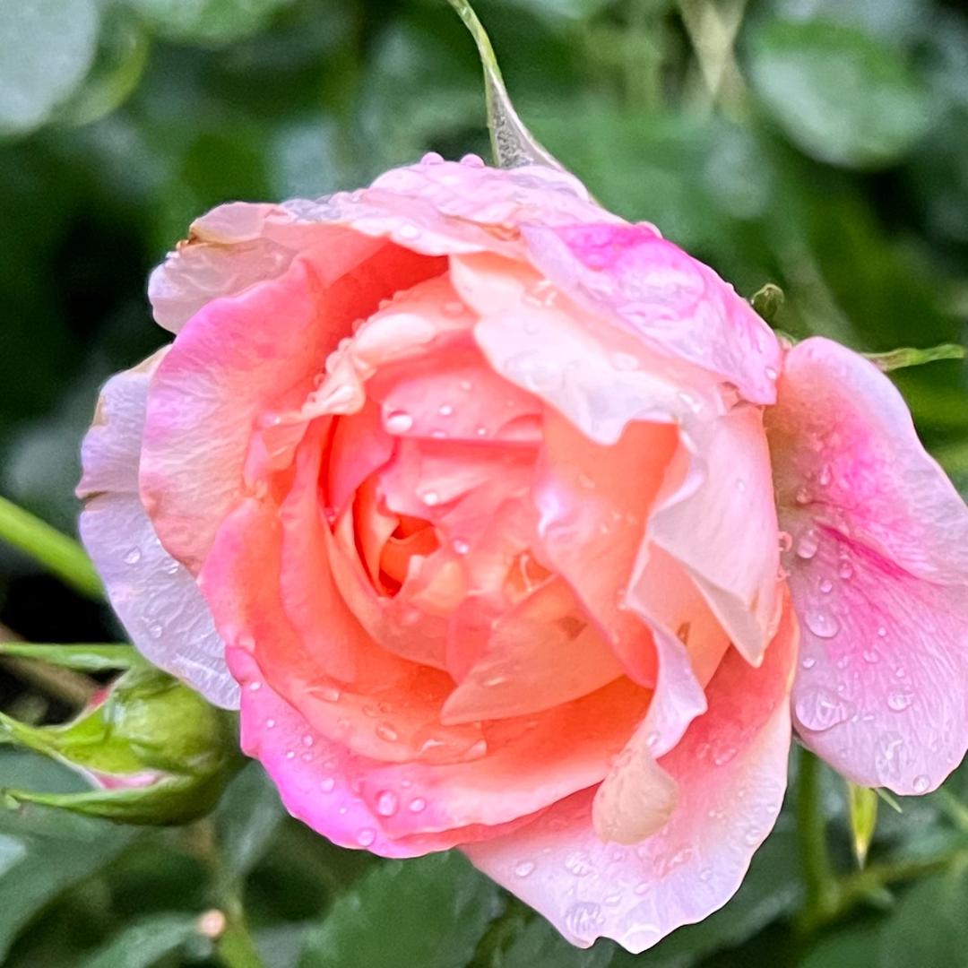 井冈山映山红陶瓷客家谣