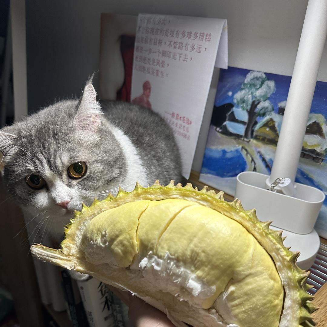 喜上莓梢果品屋