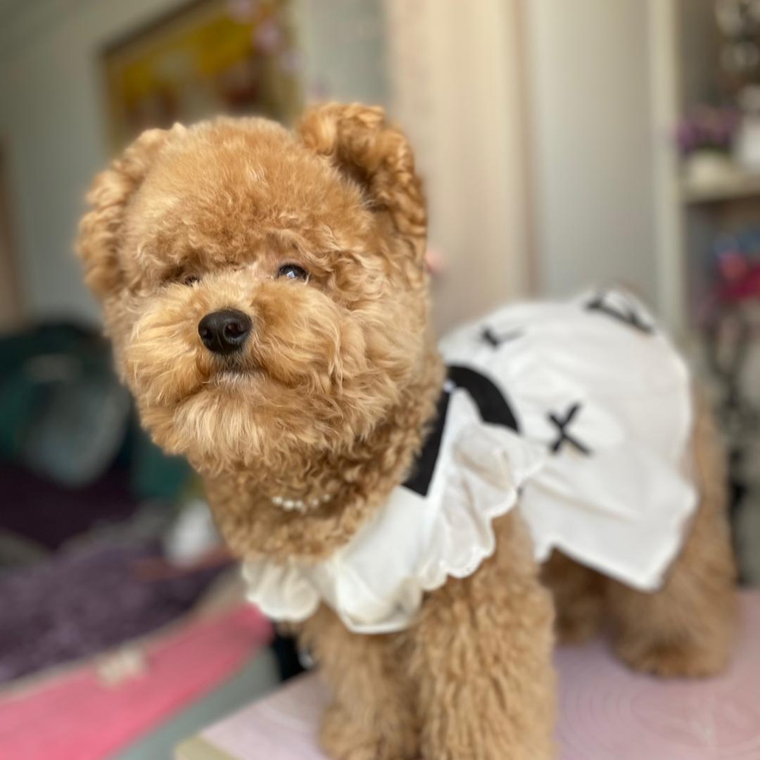 球宝像只玩具熊