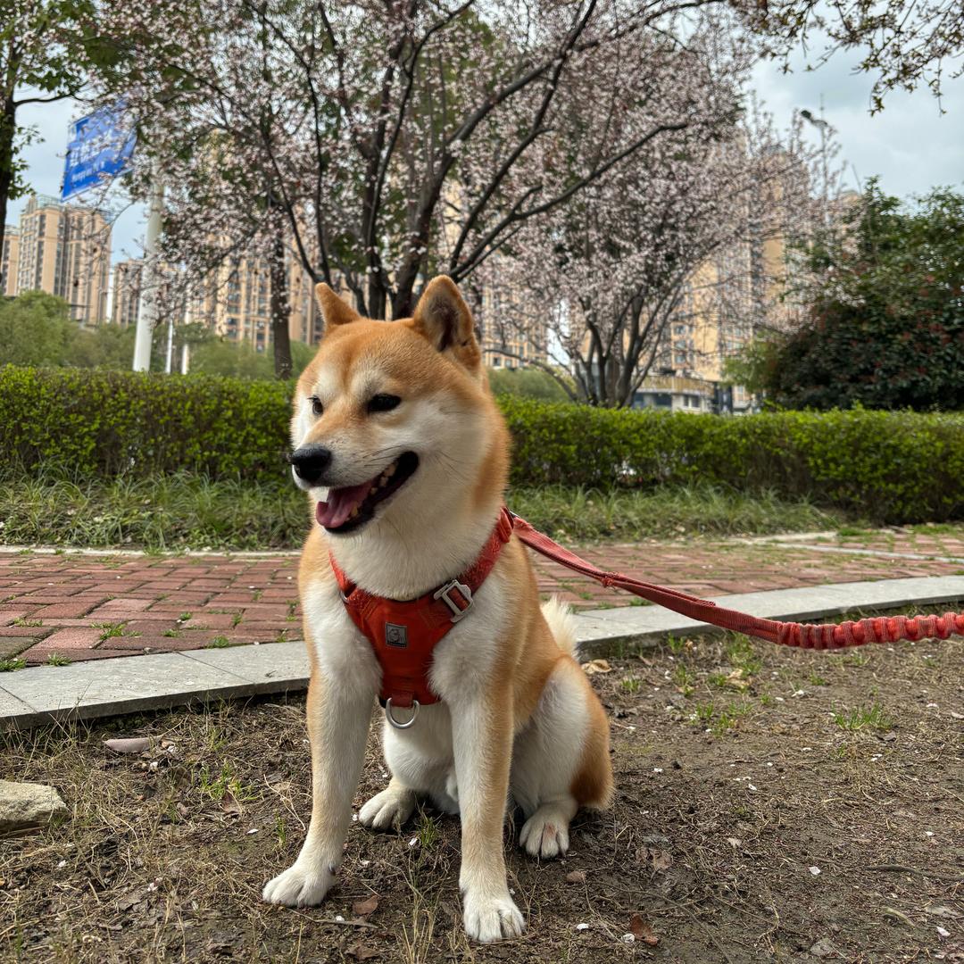 柴柴日常🐶