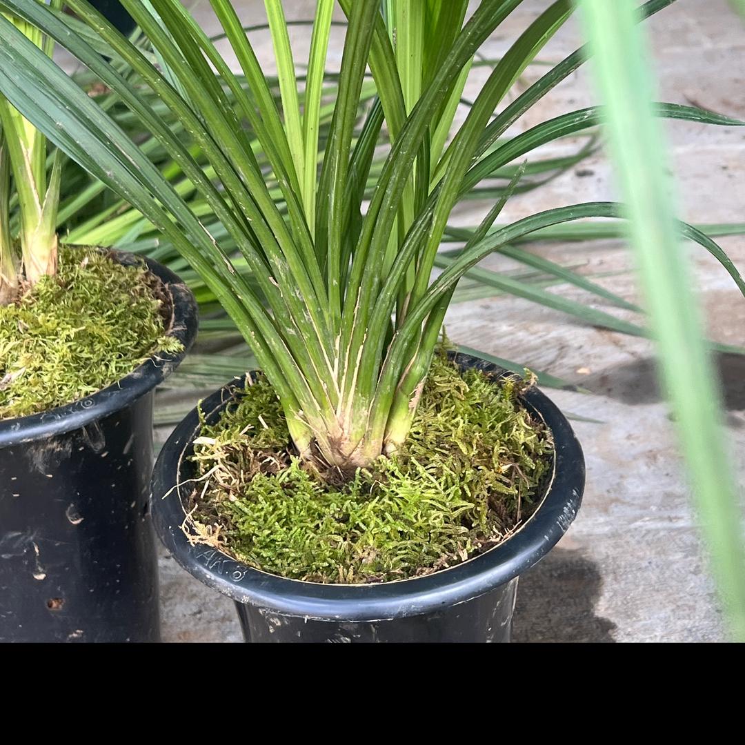 香香花卉