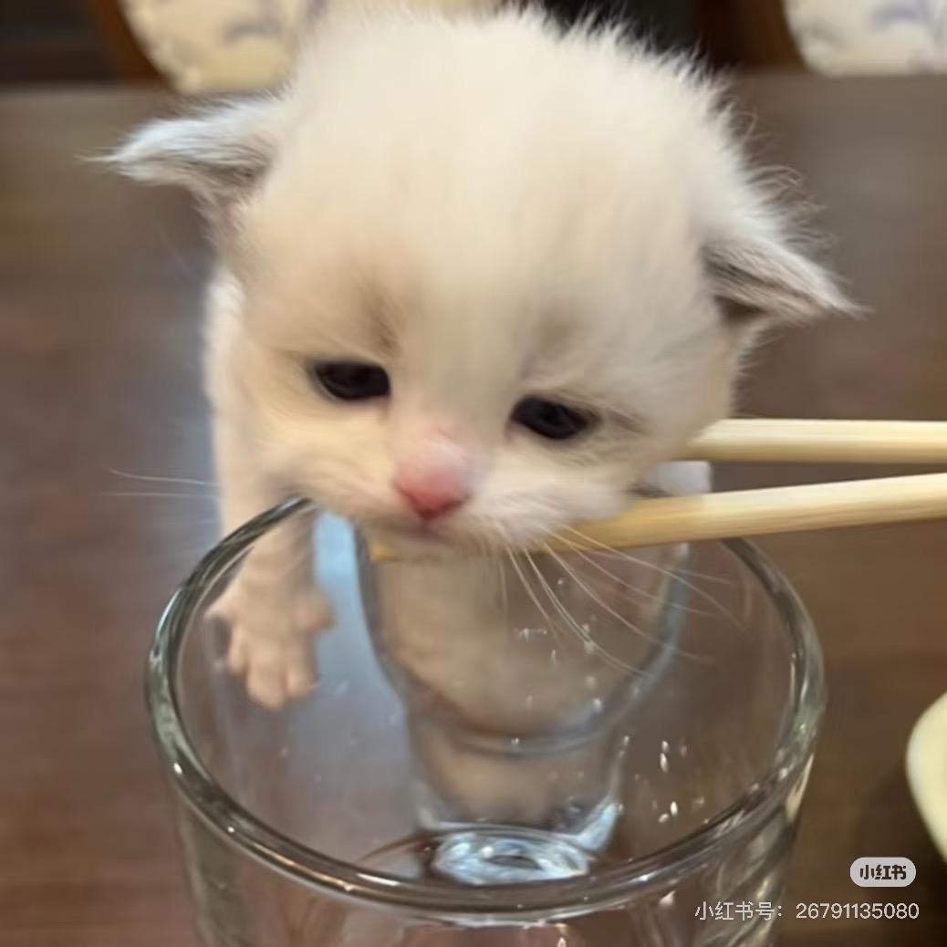 泡泡