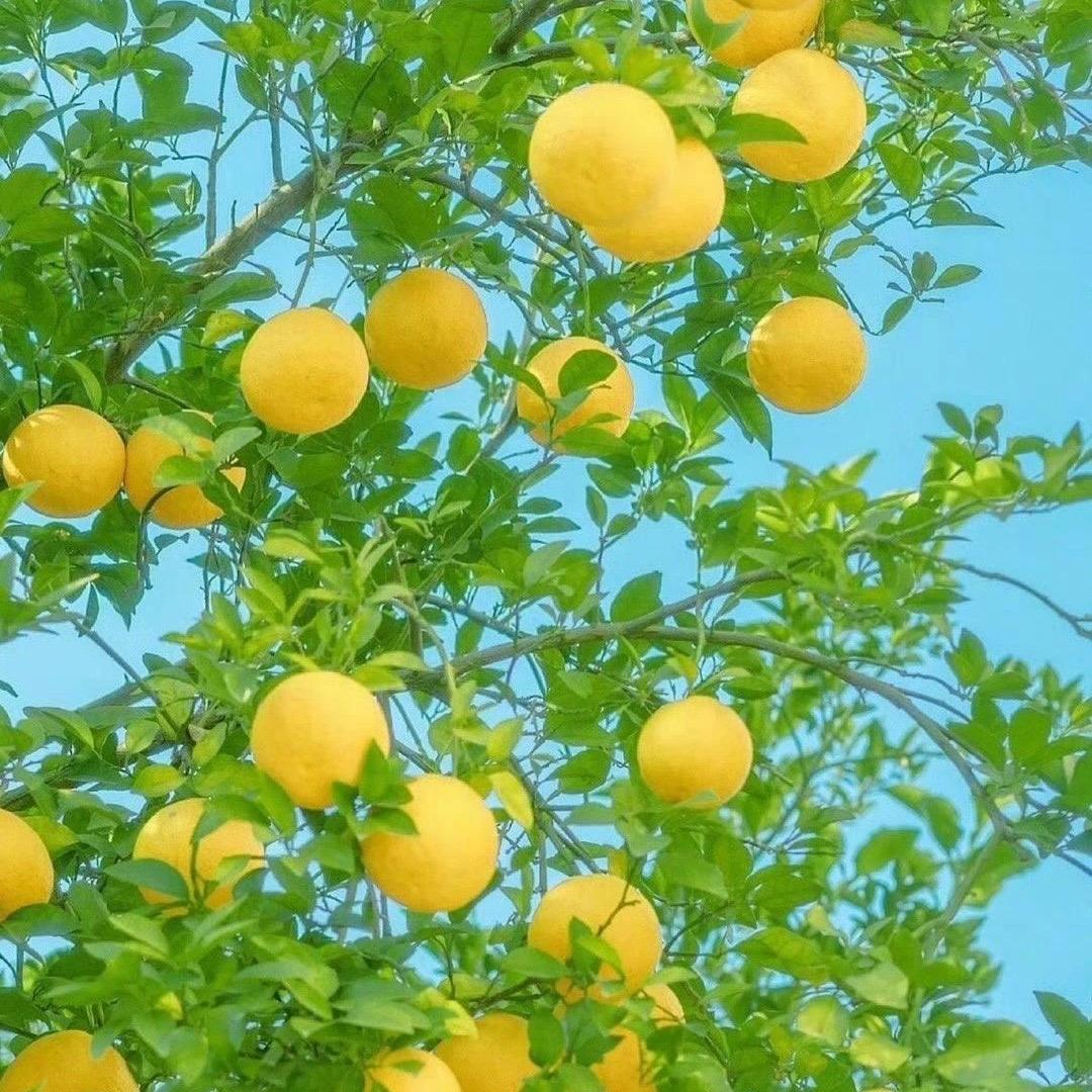 想到名字再说
