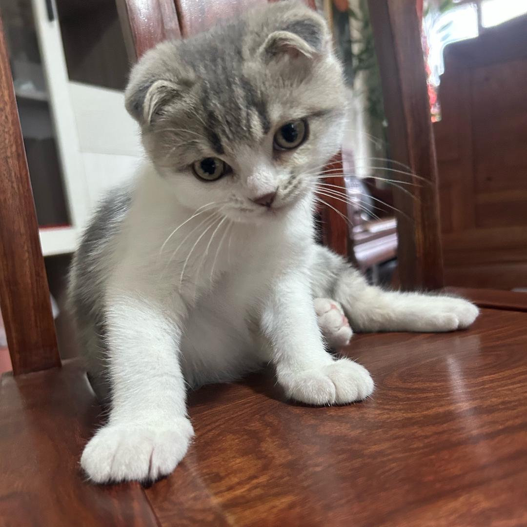 💕 欢欢是只折耳猫 🌻