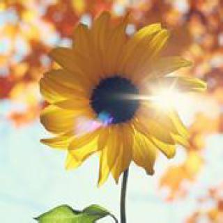 向日葵🌻