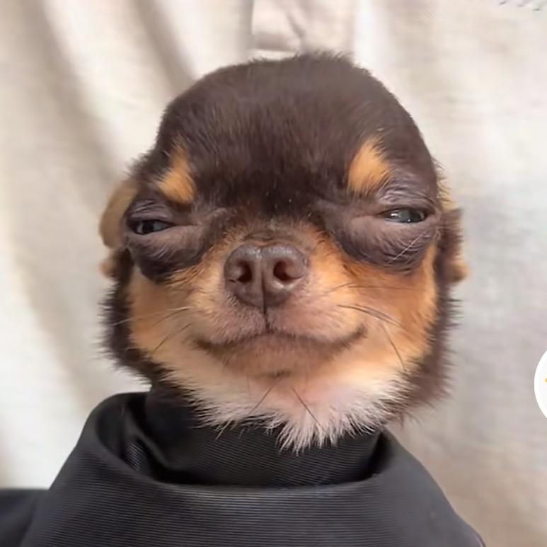 A专业套狗张师傅