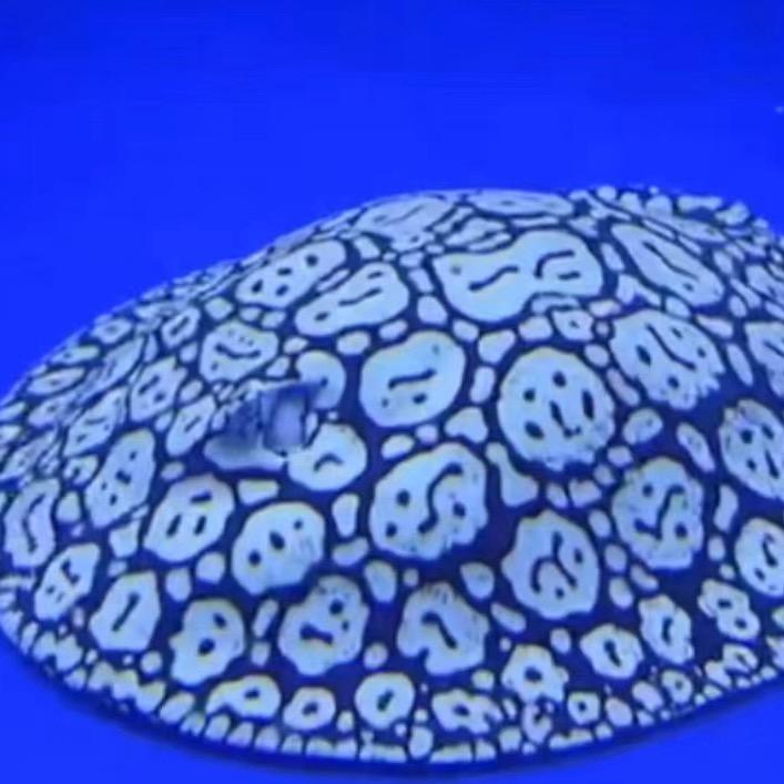 雪钻男神发源地-天赐