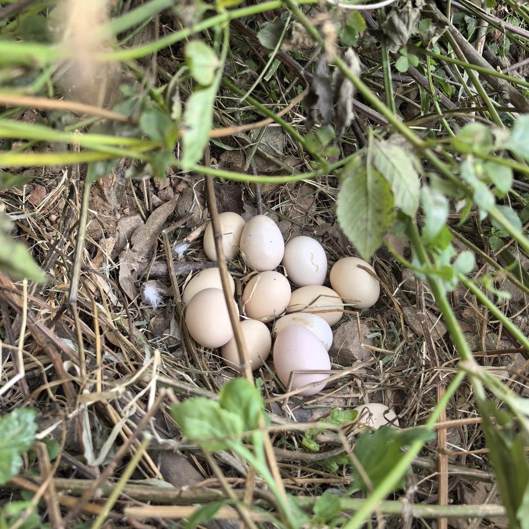 老昆明只卖老品种