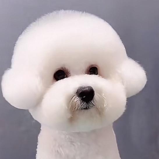 萌萌宝开心的一天🐶🐶