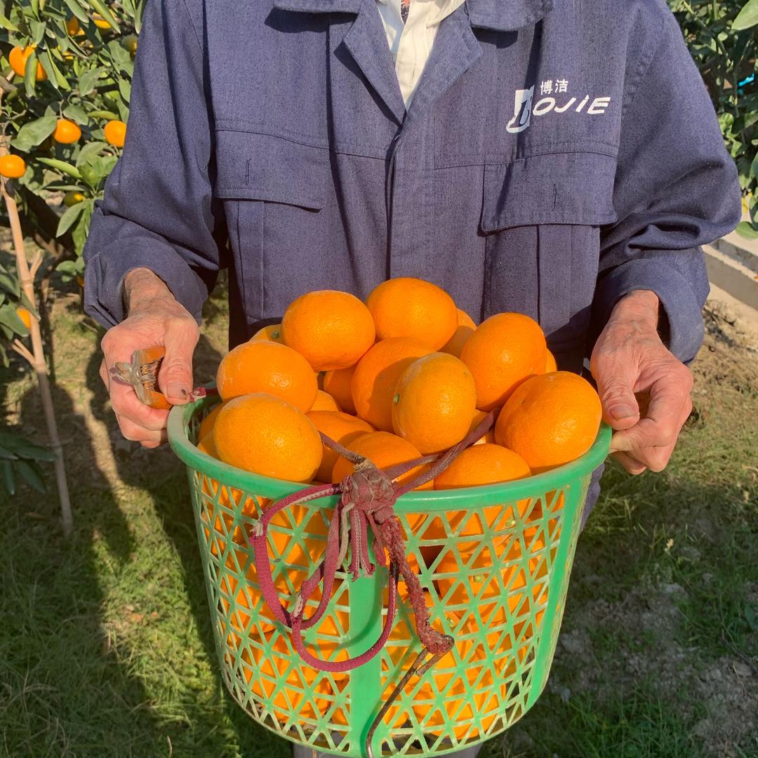 幸福蜜橘（涌泉蜜橘）