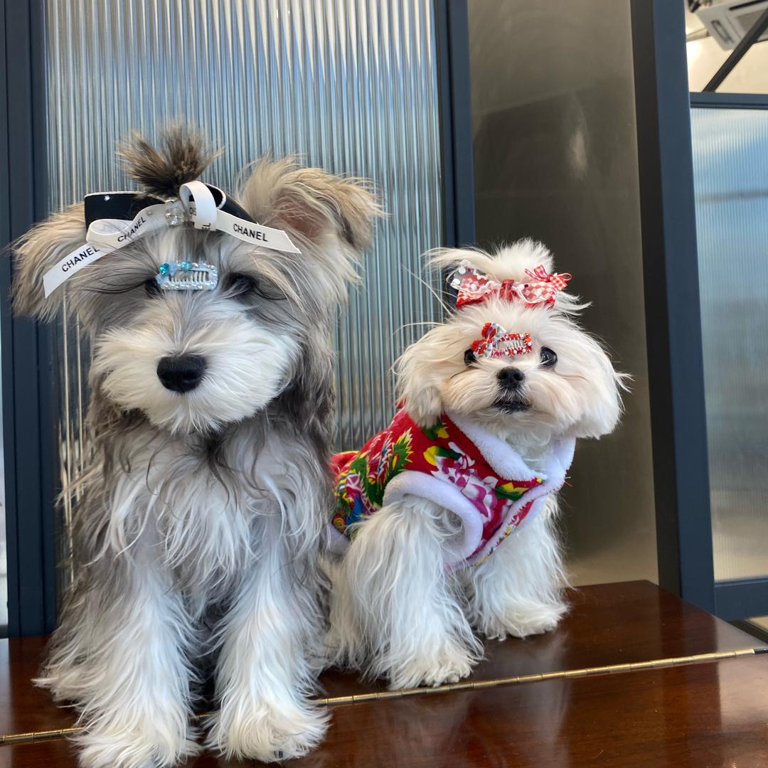 LOLO和墨墨宠物发夹定制