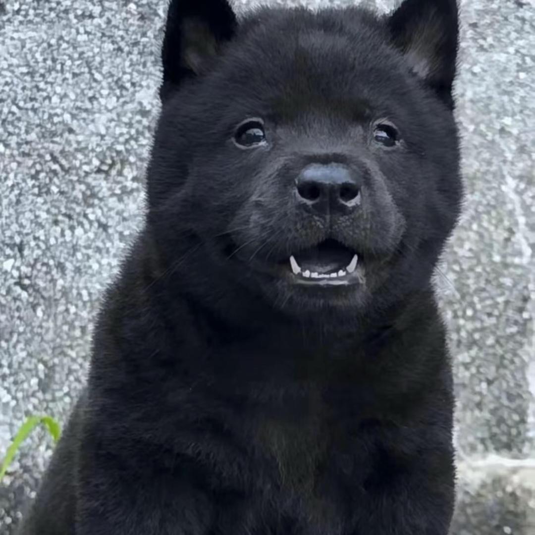 五黑犬齉龘