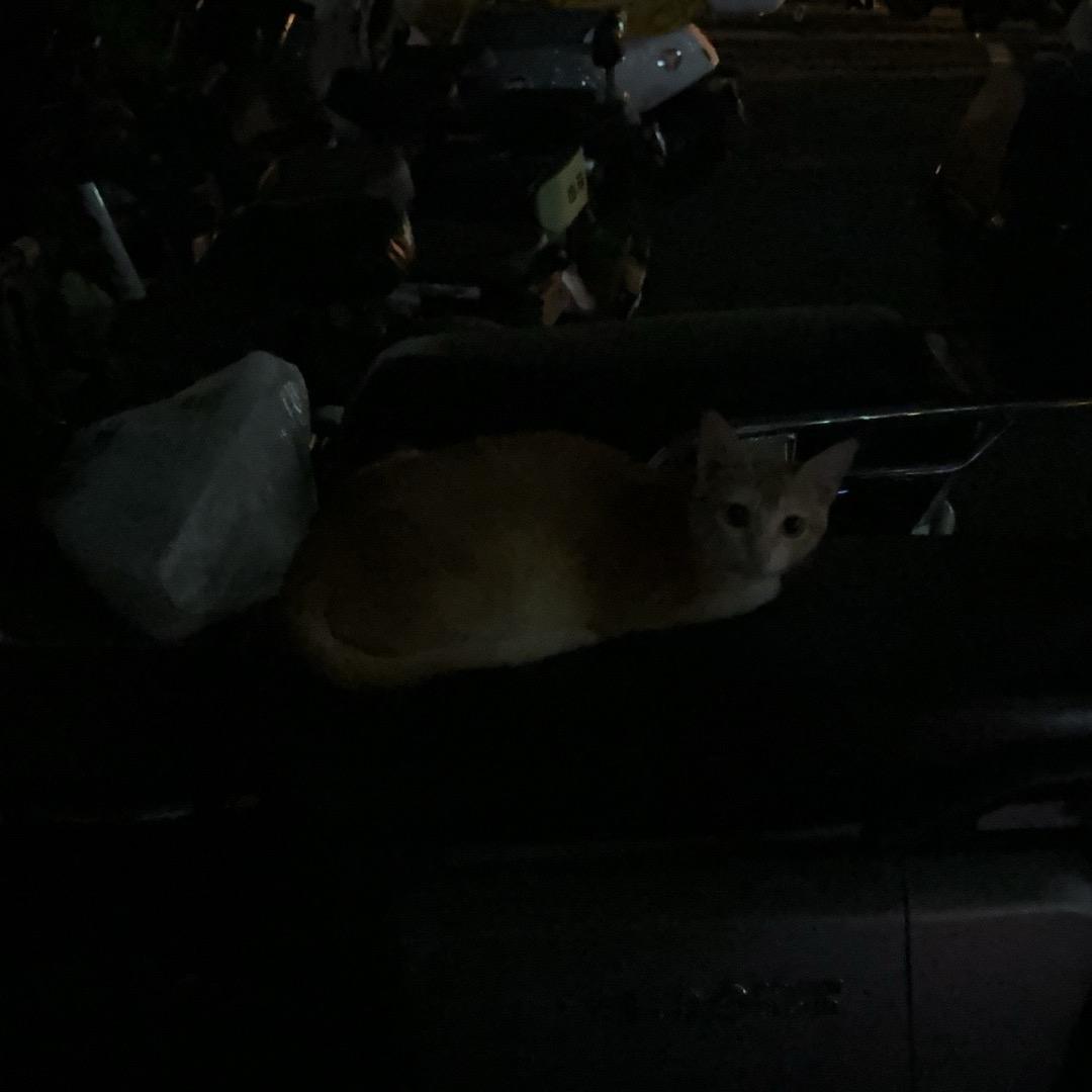 哔哔叭叭头像
