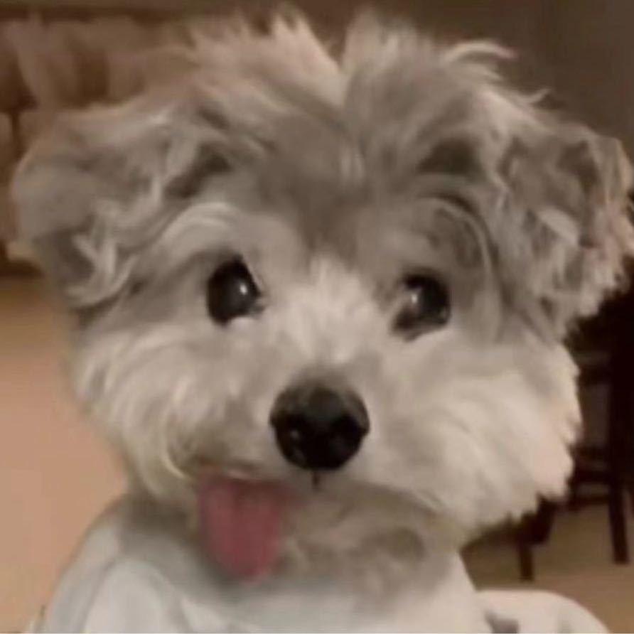 狗锤