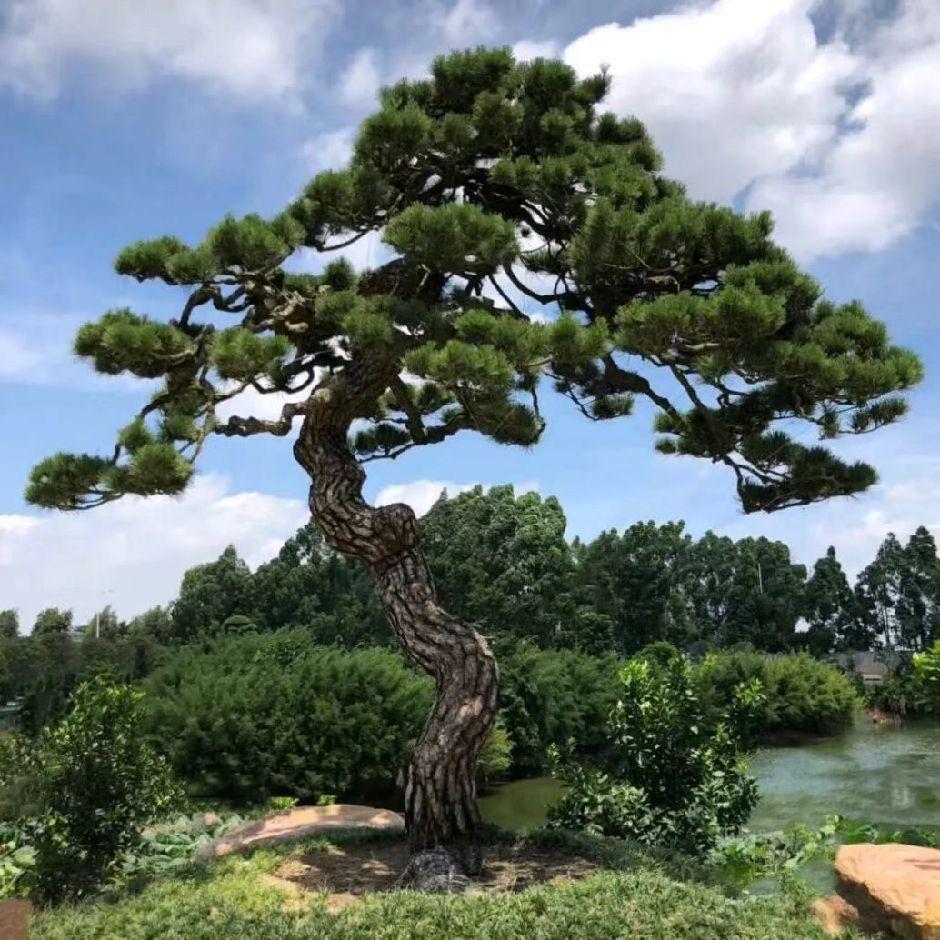 五角枫基地