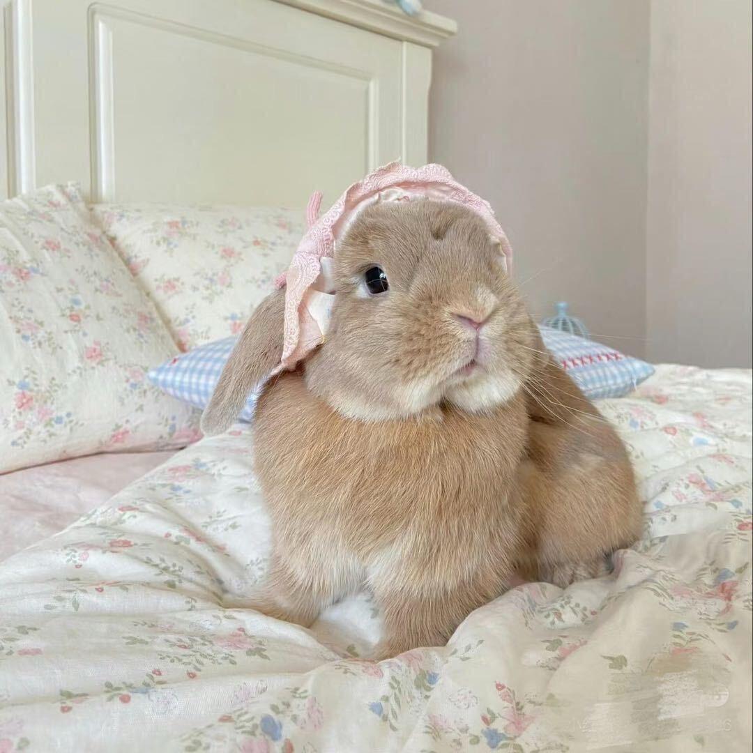 不_吃鱼