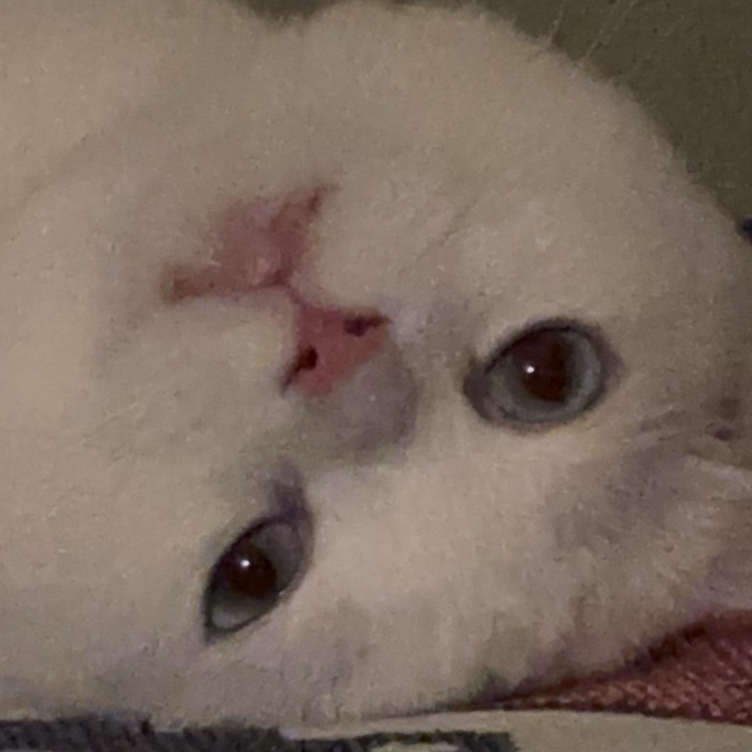 Pipa