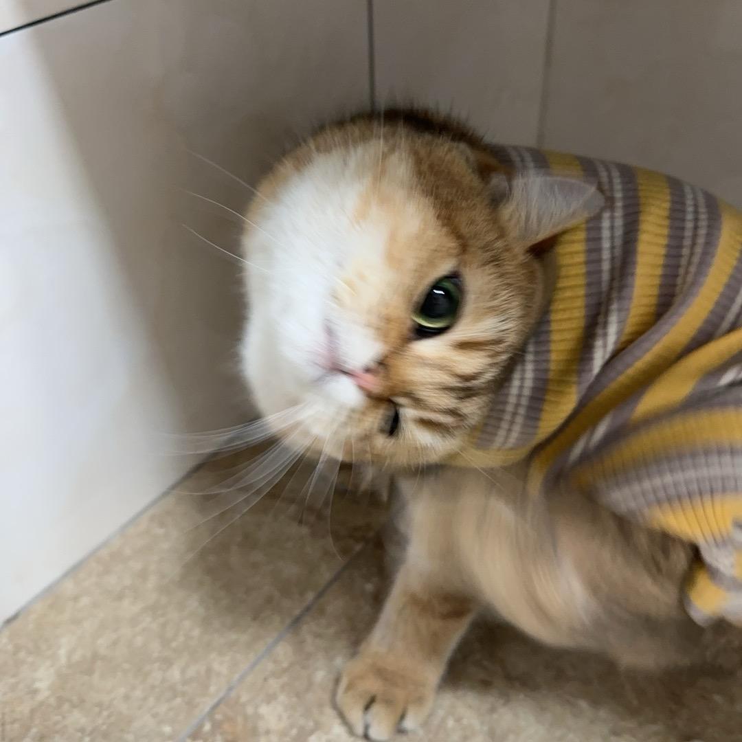 笨笨笨笨