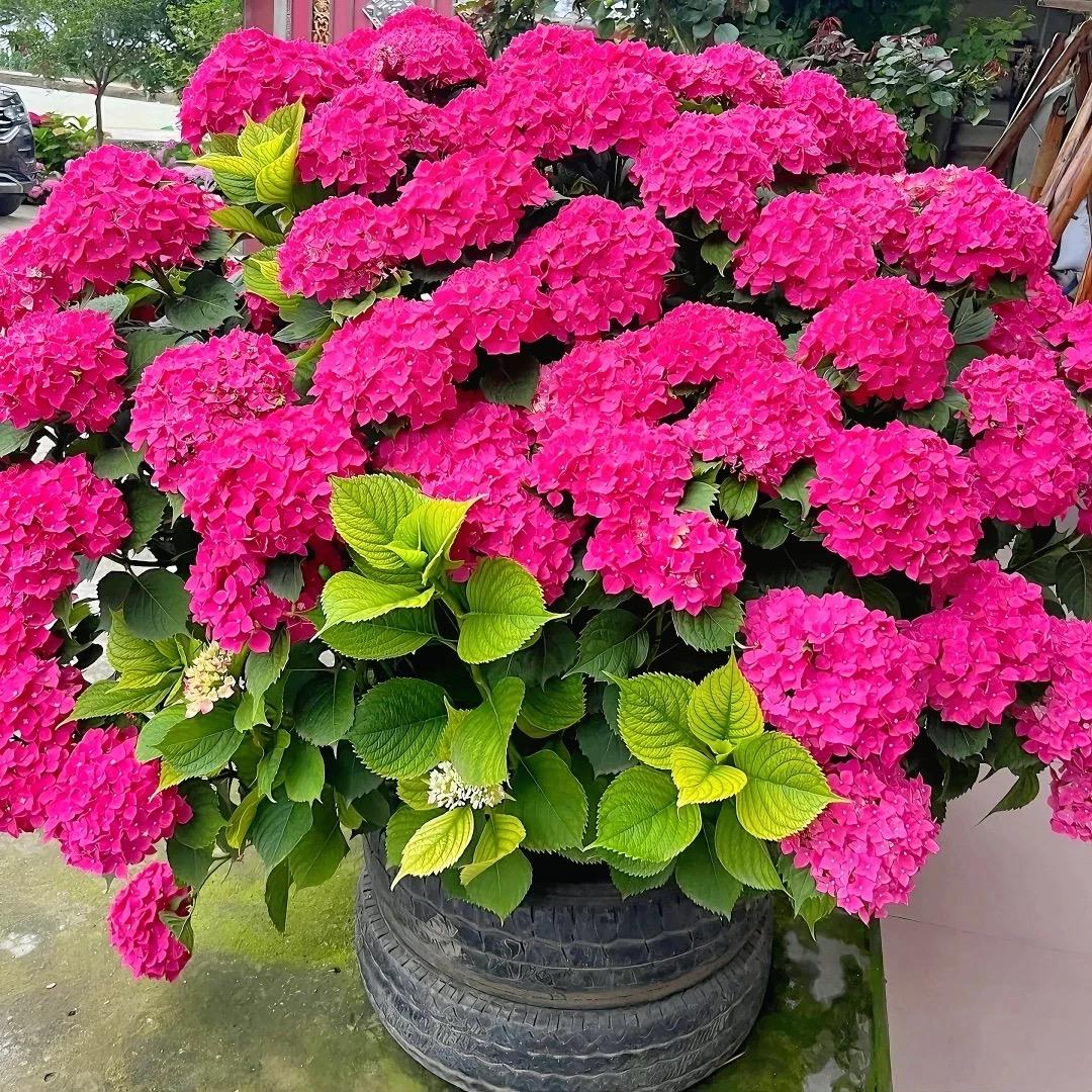 山旮旯花卉基地