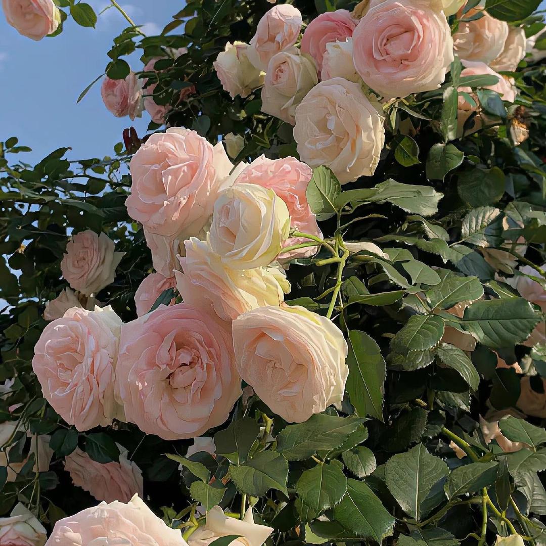花未眠