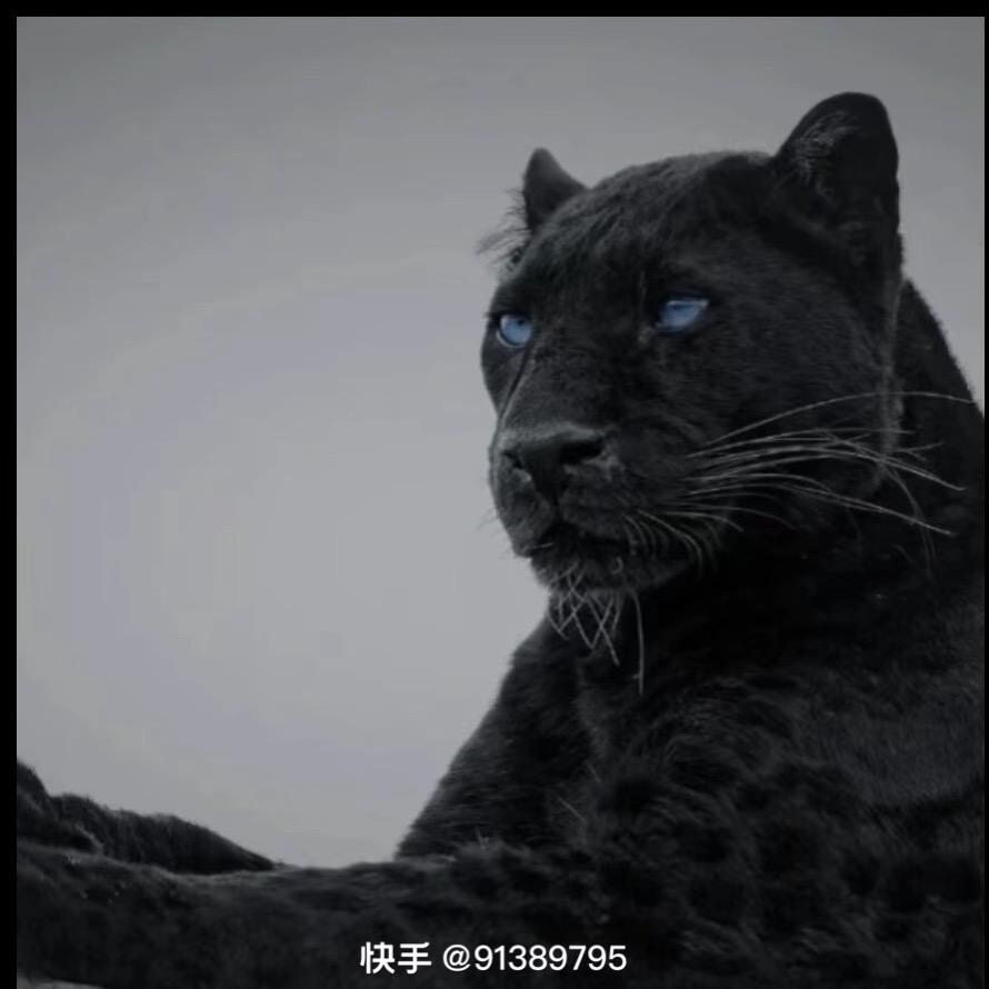 黑帝