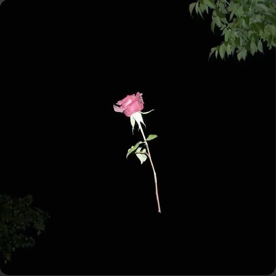 芒果