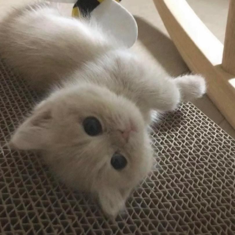 小贝酱^
