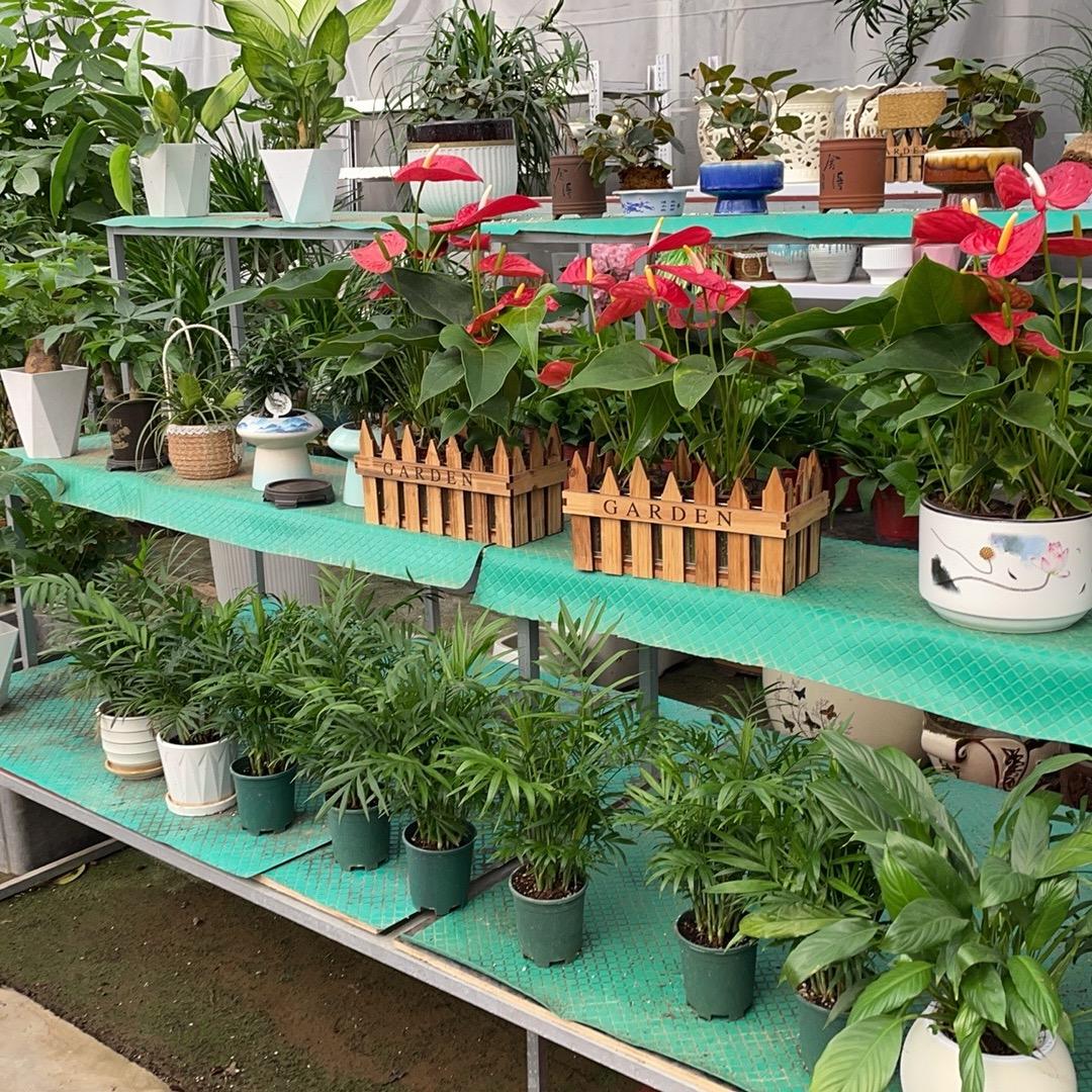 三只熊绿植仓