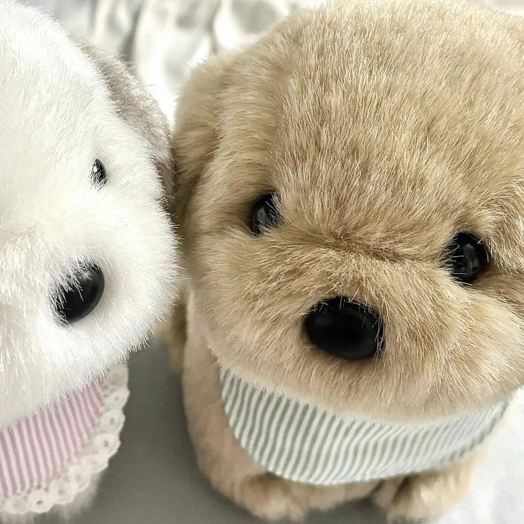 养只小🐑.