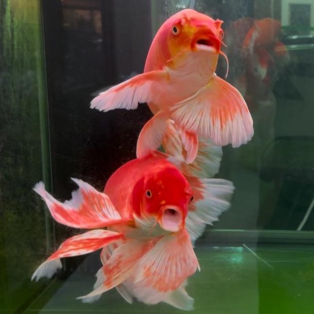 中汇蝴蝶鲤-啊祺