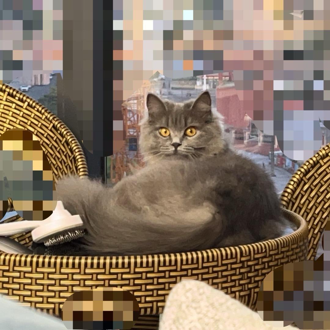 红糖醪糟小汤圆