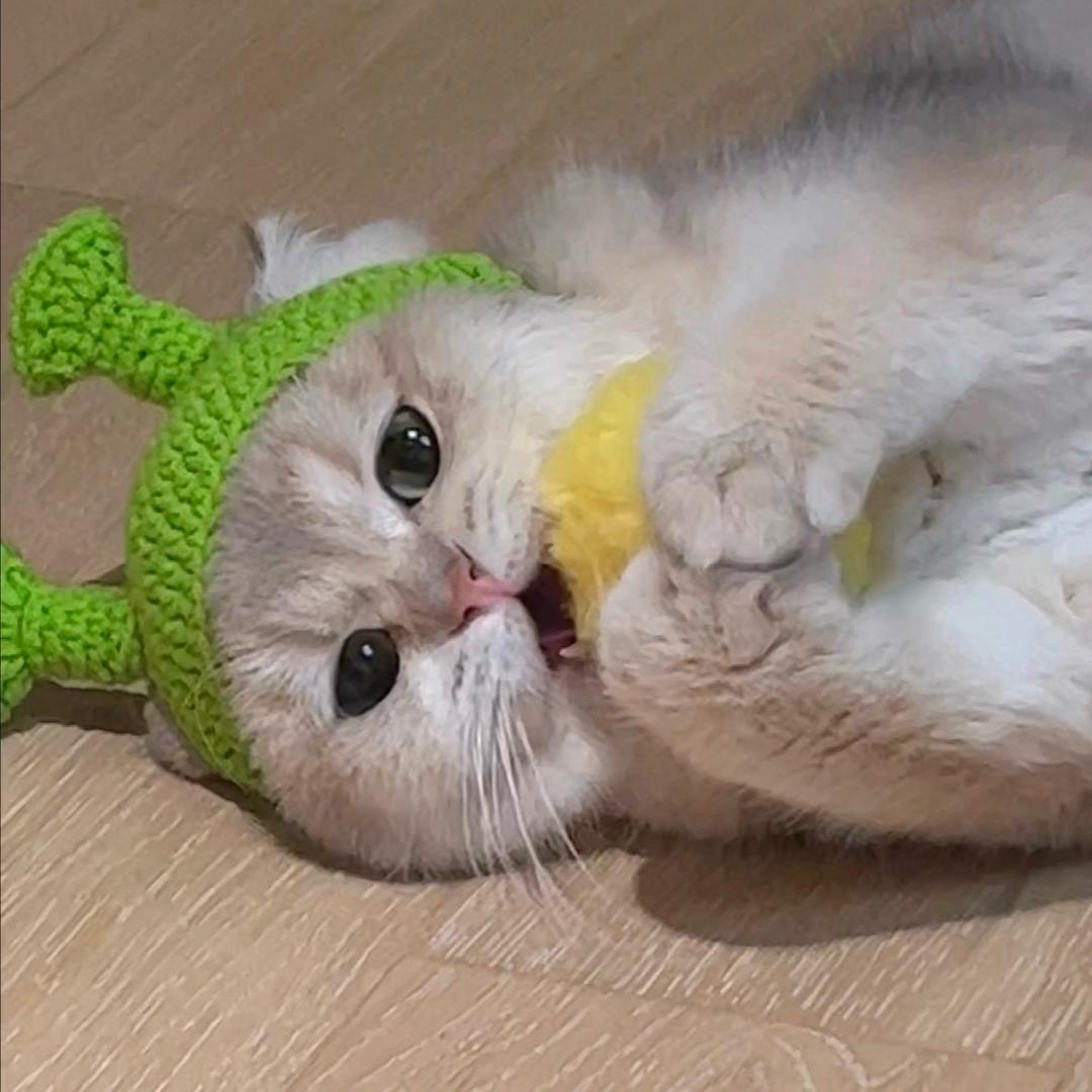 是年糕崽呀