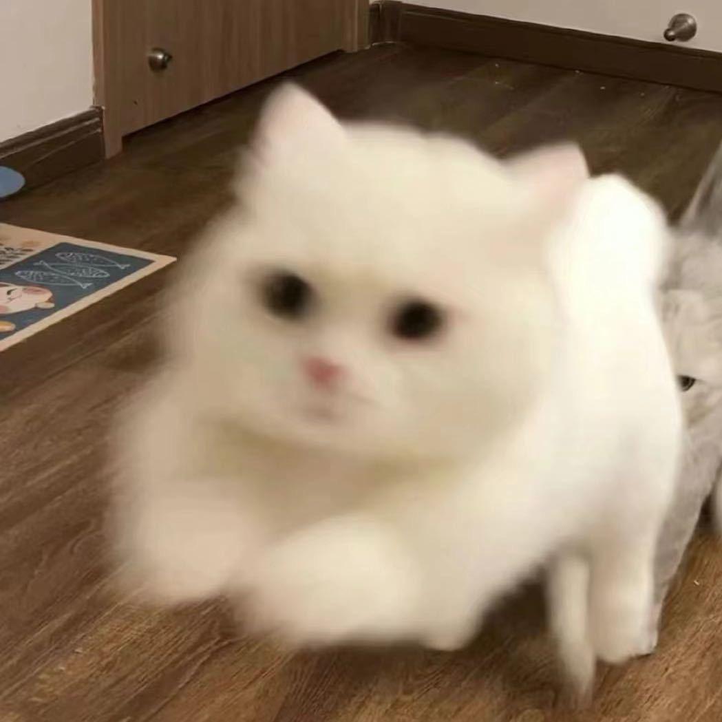 我要两颗西柚