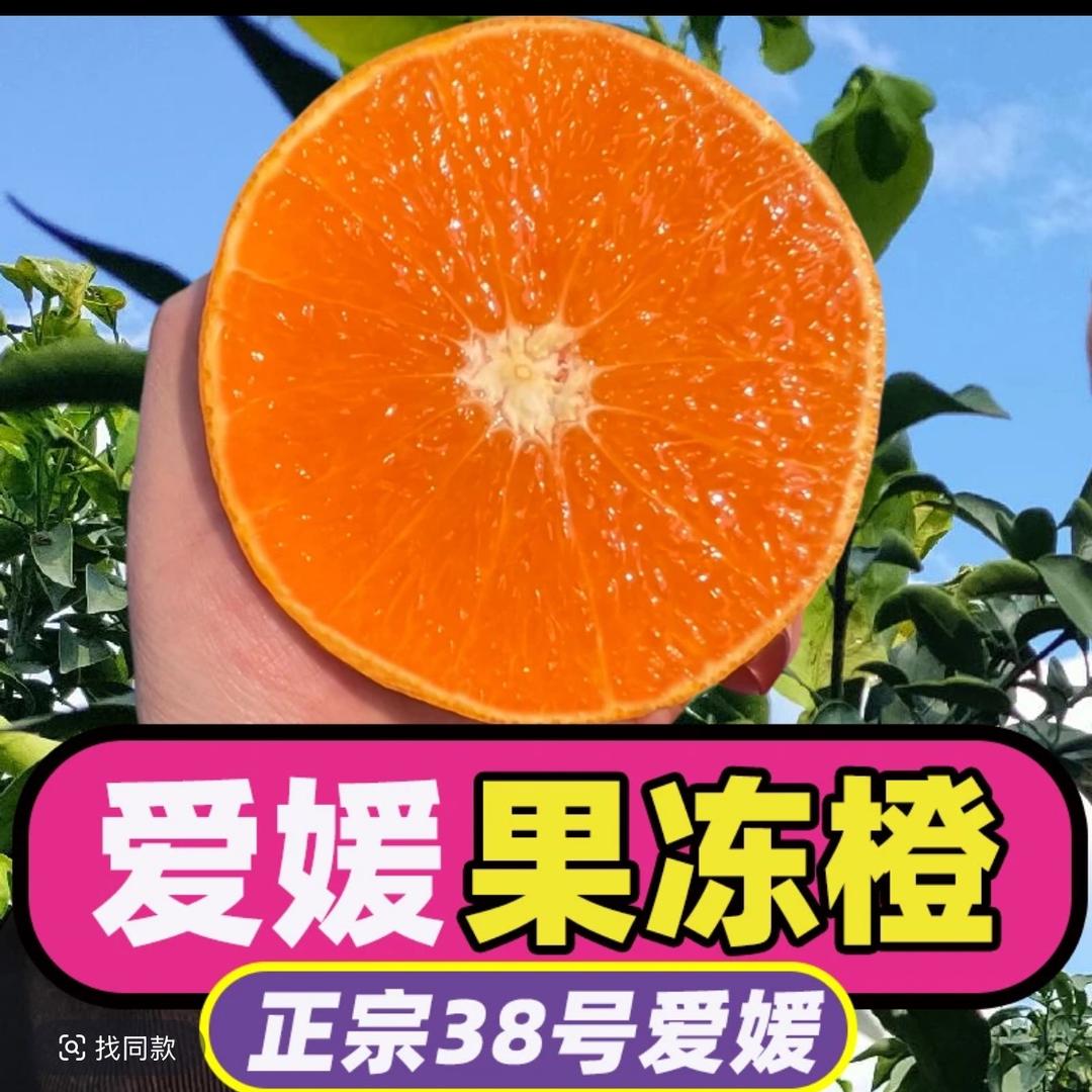 爱媛果冻橙明天到